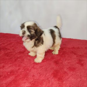 Shih tzu