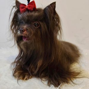 Yorshire terrier niña